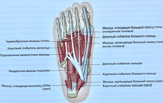 Гвоздь с большой головкой чертеж 